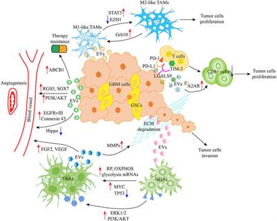 Extracellular vesicles as modulators of glioblastoma progression and tumor microenvironment
